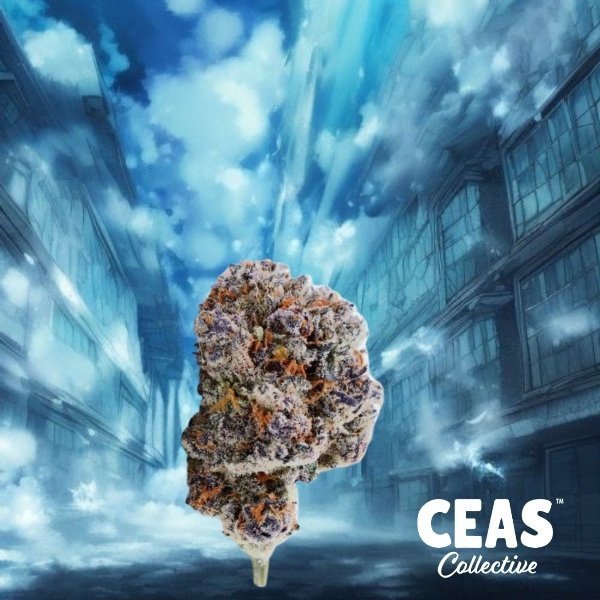 Discover the Minty Gassy Deliciousness of Azul Pavé Strain CEAS