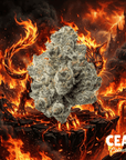 Hell Cat - 7g CEAS Exotics