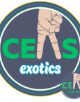 Wookies - Ceas Exotics