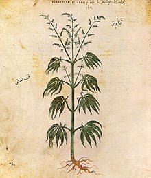 The Fascinating History and Uses of Cannabis in Ancient China