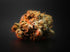 Xeno Strain: What It Is, Effects & Growing Guide