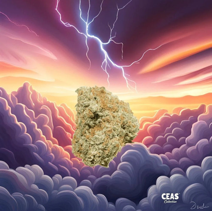 Alaskan Thunder Fuck Cannabis Strain from CEAS Collective: A High-Quality Sativa with Unmistakable Potency