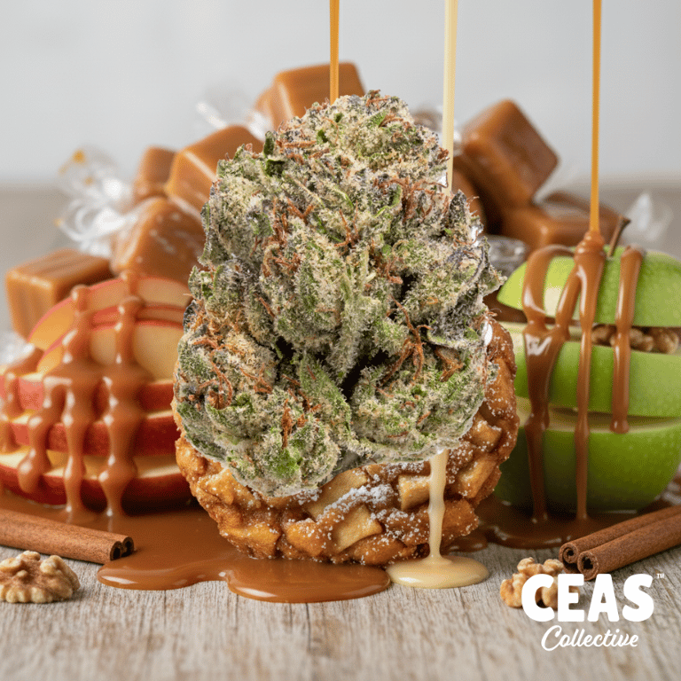 Apple Fritter Strain: Your Ultimate Guide