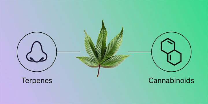 The Power of Terpenes: Understanding the Aroma Molecules of Cannabis