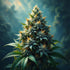 Blue Gelato Strain Overview