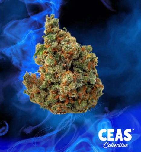 Blue Haze Strain Cannabis Sativa 