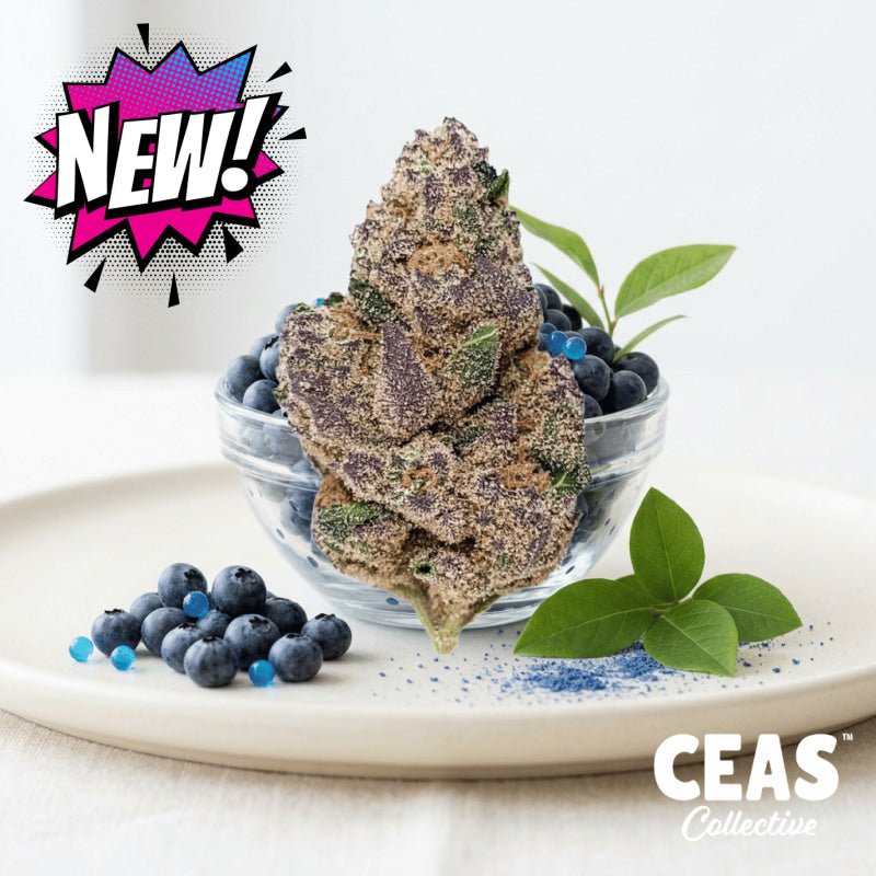Blueberry Caviar Strain: Effects, Reviews & How It Compares