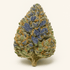 Blue Gelato Strain: Flavor, Effects & Why It Stands Out