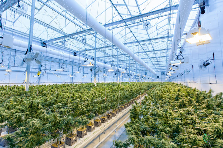 The Changing Landscape of Cannabis Growth in California