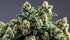 Gelonade Strain: What Strain Is Gelonade?
