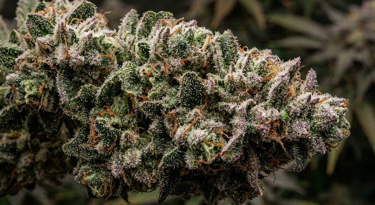 What Is the Frostbite Strain and Why Is It So Unique?
