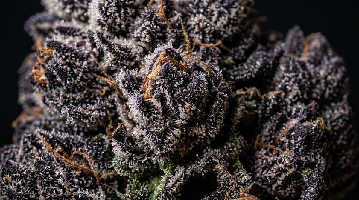 What Is the Black Truffle Cannabis Strain and What Makes It Unique?
