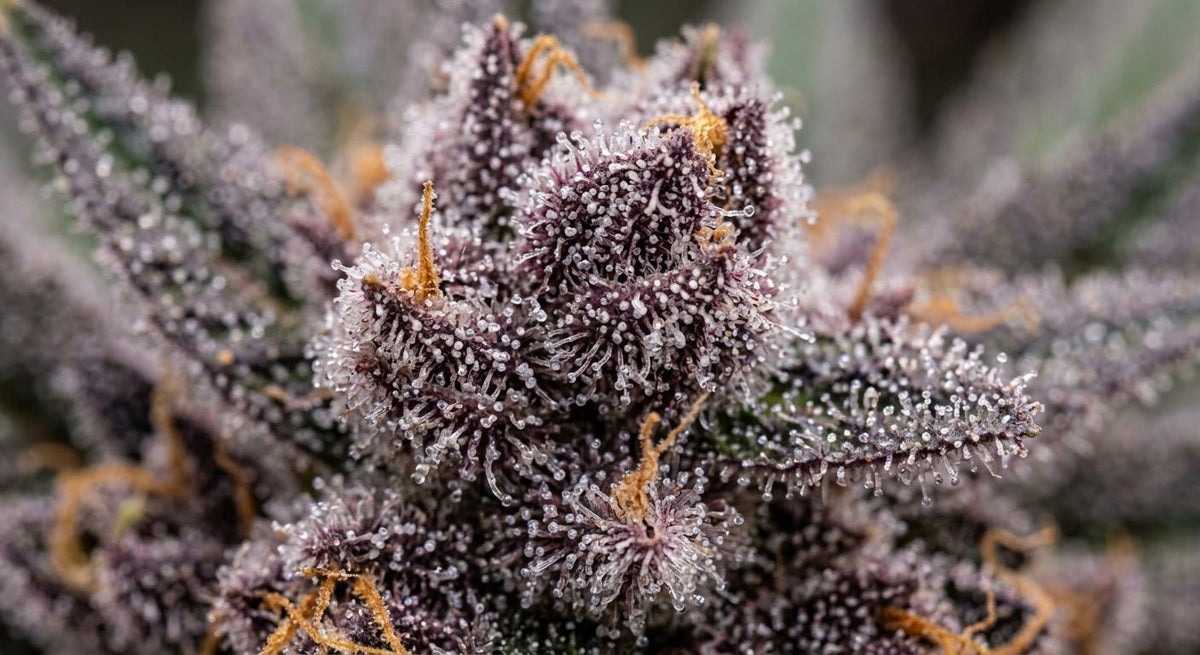 What Is the Black Diamond Strain and Why Do Californians Love It?