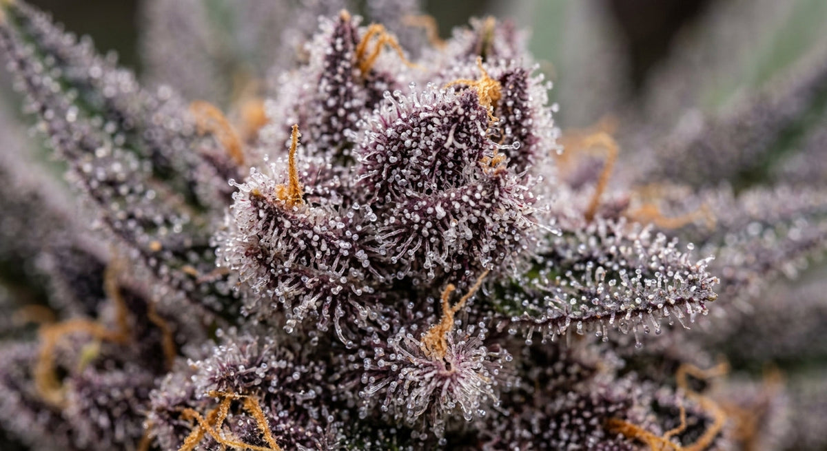 What Is the Black Diamond Strain and Why Do Californians Love It?