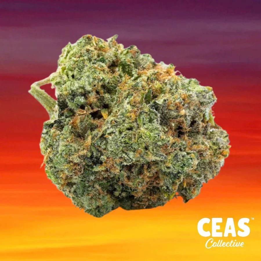 Best Gush Mintz Weed Delivered to Your Door by CEAS Collective