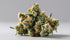Headband Strain: What Strain Is Headband?