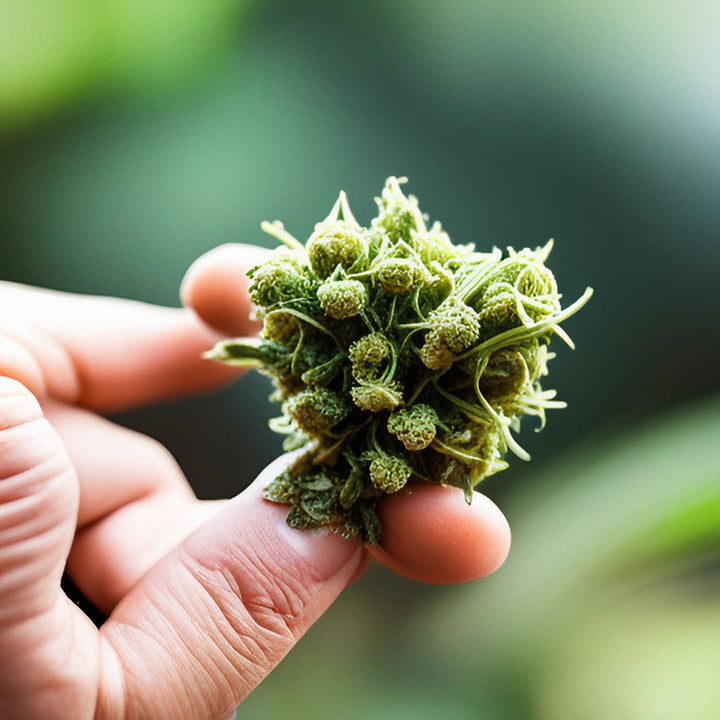 Discover the Best Medical Cannabis Strains for Your Specific Needs and Symptoms
