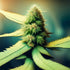 Cannabis and Its Different Strains: A Guide for Cannabis Delivery Customers