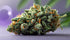 Jealousy Strain: The Ultimate Hybrid for Chill Vibes and Sweet Flavor
