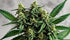 Mac 1 Strain: What Strain Is Mac 1?