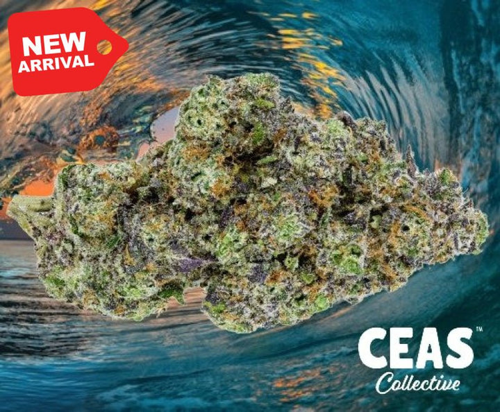 Oasis Cannabis Strain: A Detailed Exploration