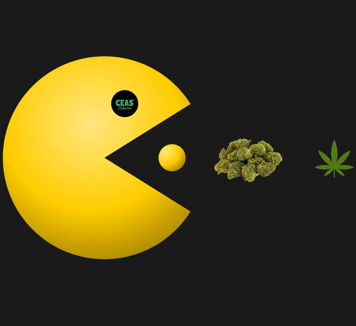 Discovering Pac Man Weed Strain A Unique Hybrid Experience