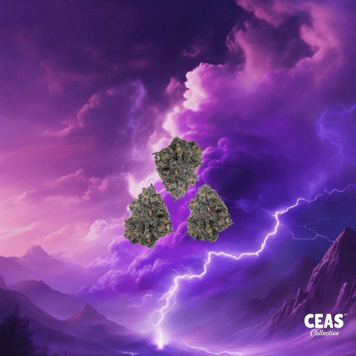 Exploring Purple Haze: A Classic Cannabis Strain