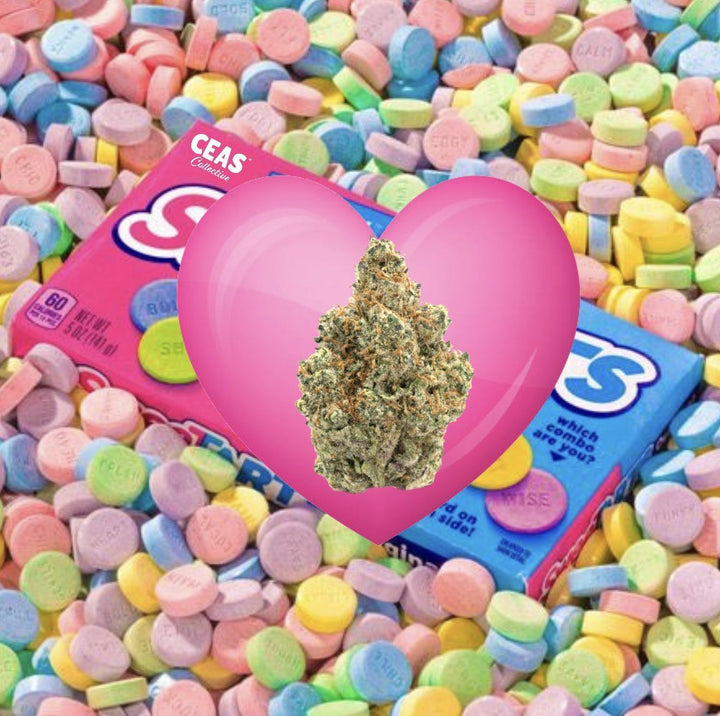 Why Choose Sweet Tarts Strain? A Flavorful and Balanced Experience