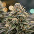Vivid close-up of a cannabis bud showcasing its rich trichome coverage and vibrant green hues, ready for a premium smoking experience.
