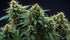Zoap Strain: What Is It and Why Everyone’s Talking About It