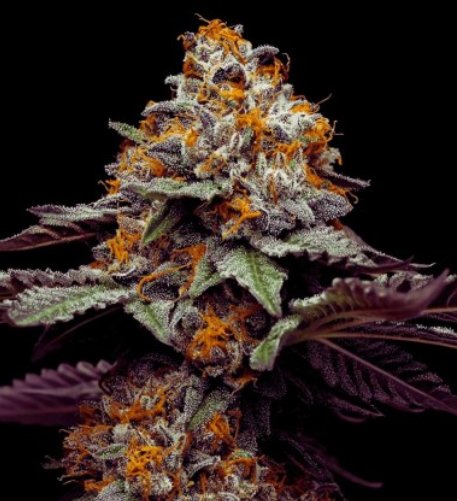 Discover Bacio Gelato: A Premium Hybrid Strain from CEAS Collective