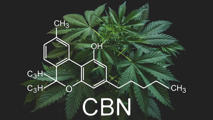 Understanding CBN: Everything You Need to Know!