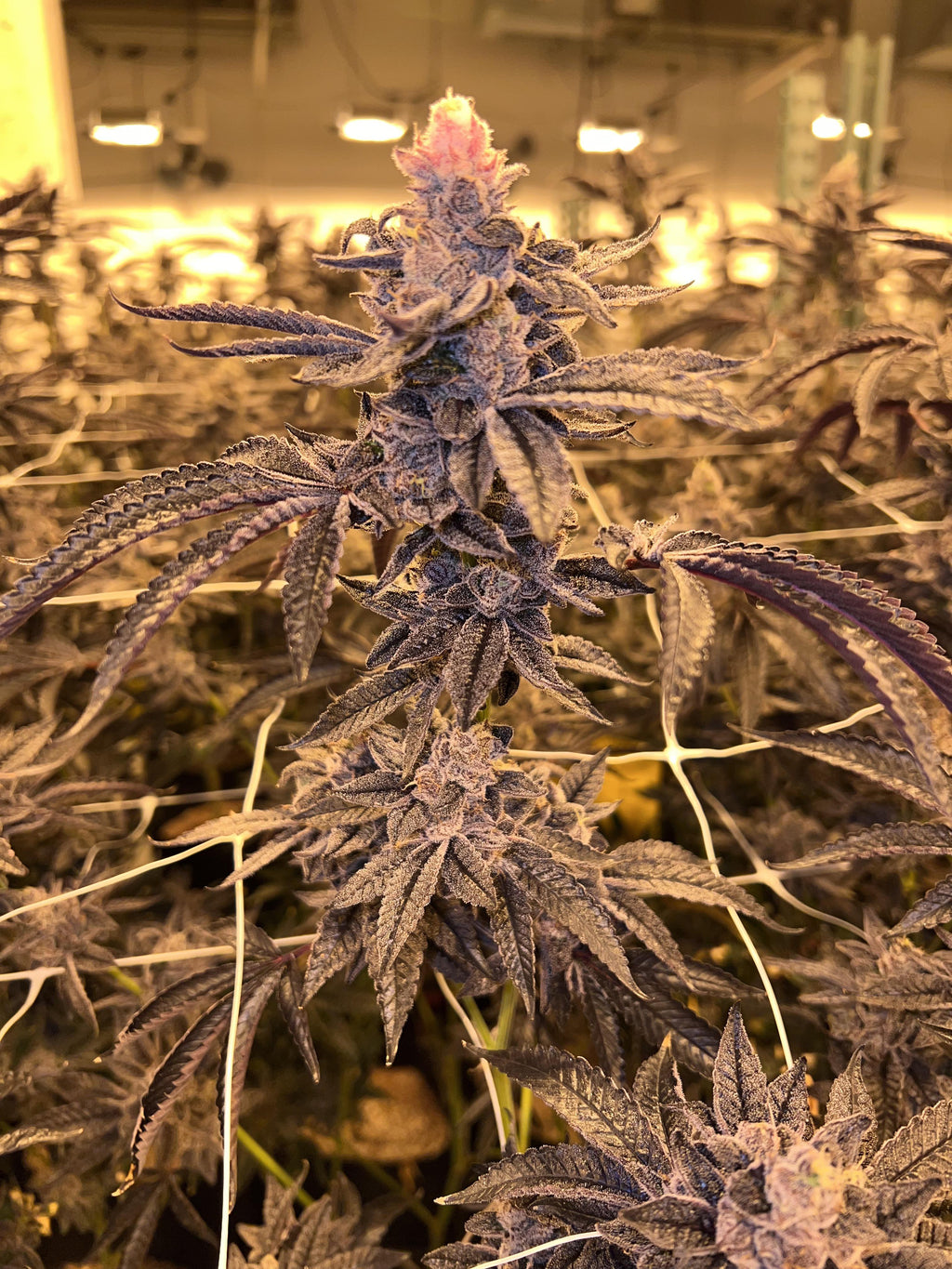 Discovering Black Runtz: A Strain Worth Your Attention – CEAS