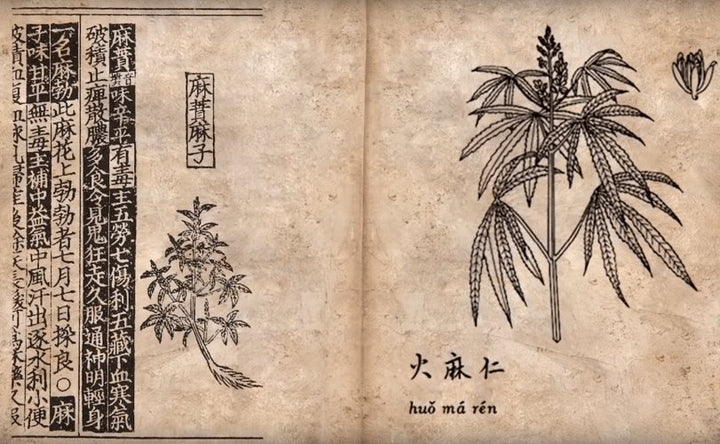 A Look Back at the Traditional Medicinal Uses of Cannabis and its Evolution