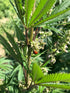 Raw Garden: Clean Cannabis, Quality Carts & Battery Tips