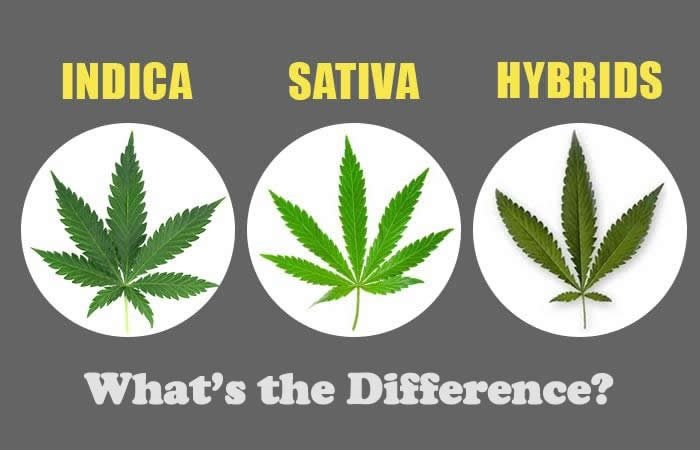 CEAS’ Guide to Sativa vs Indica vs Hybrid Cannabis Strains - Learn the Difference & Discover Your Perfect Strain!