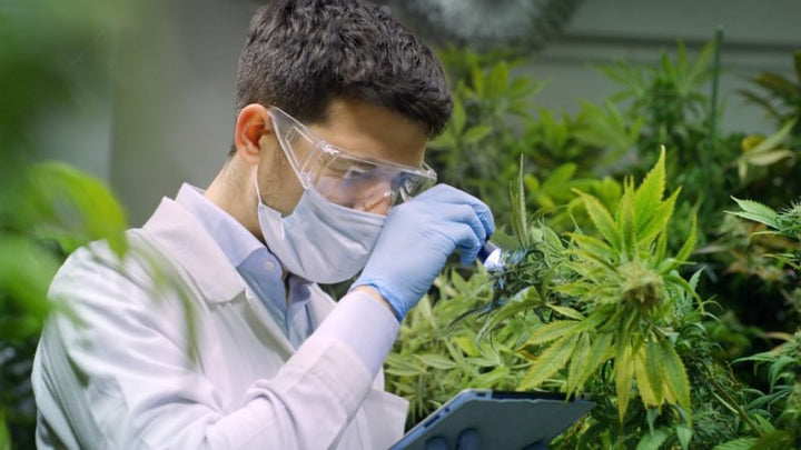 How Legalization of Cannabis has Revolutionized the Plant Genetics