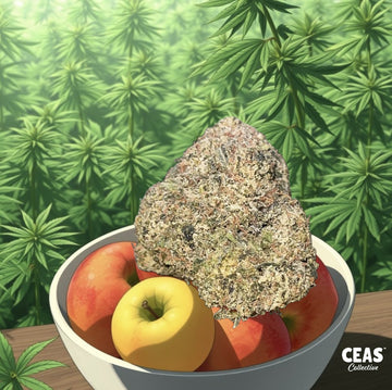 Apple Fritter 7g - CEAS Exotics