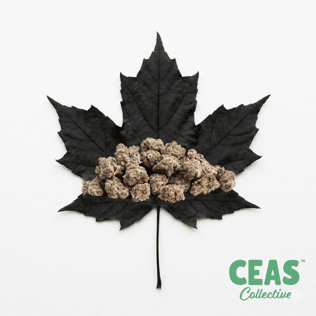 Black Maple (Smalls) 7g – CEAS