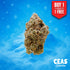 Blue Icy 7g CEAS