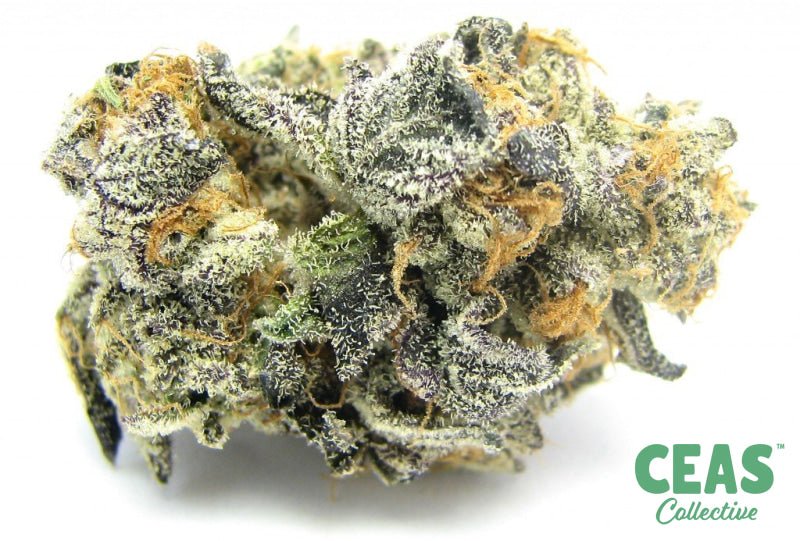 Blue Cookies - Ceas Exotics