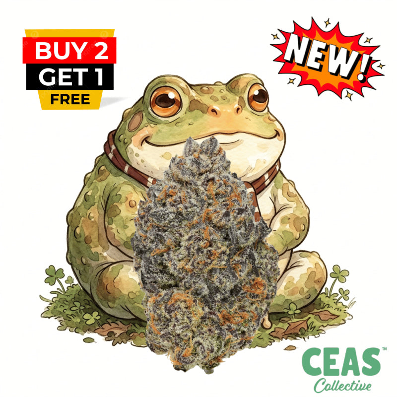 Fat Toad 7g – CEAS Exotics