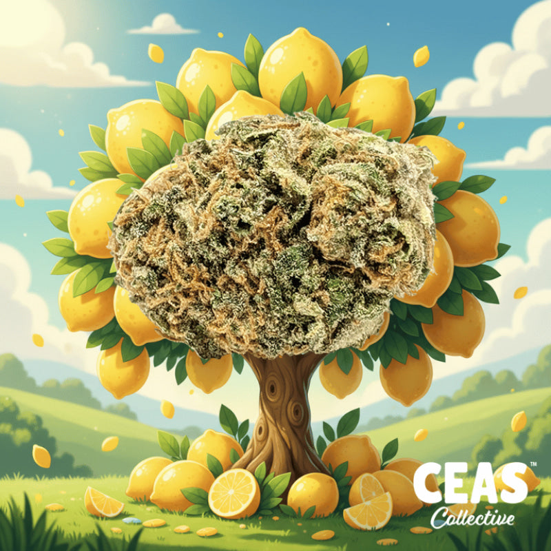 Lemon Tree 7g - CEAS