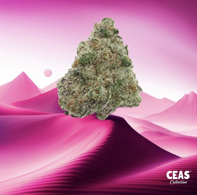 Pink Certz 7g - CEAS