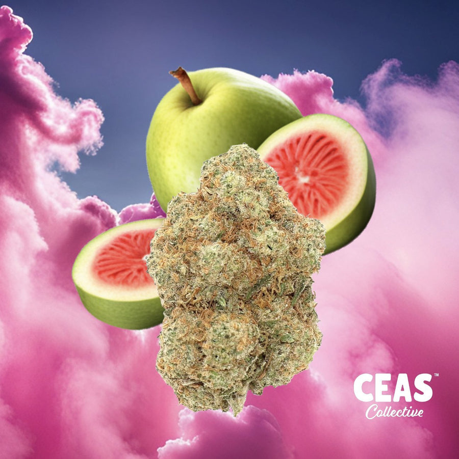 Pink Guava 7G - Ceas