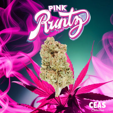 Pink Runtz Strain 