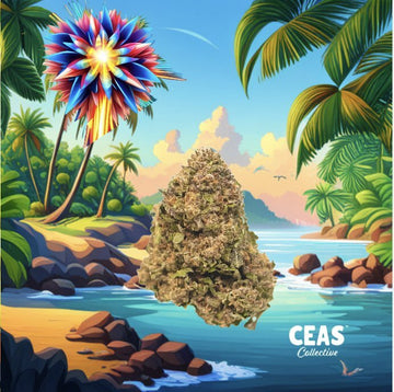 Tropical Burst 7G - Ceas