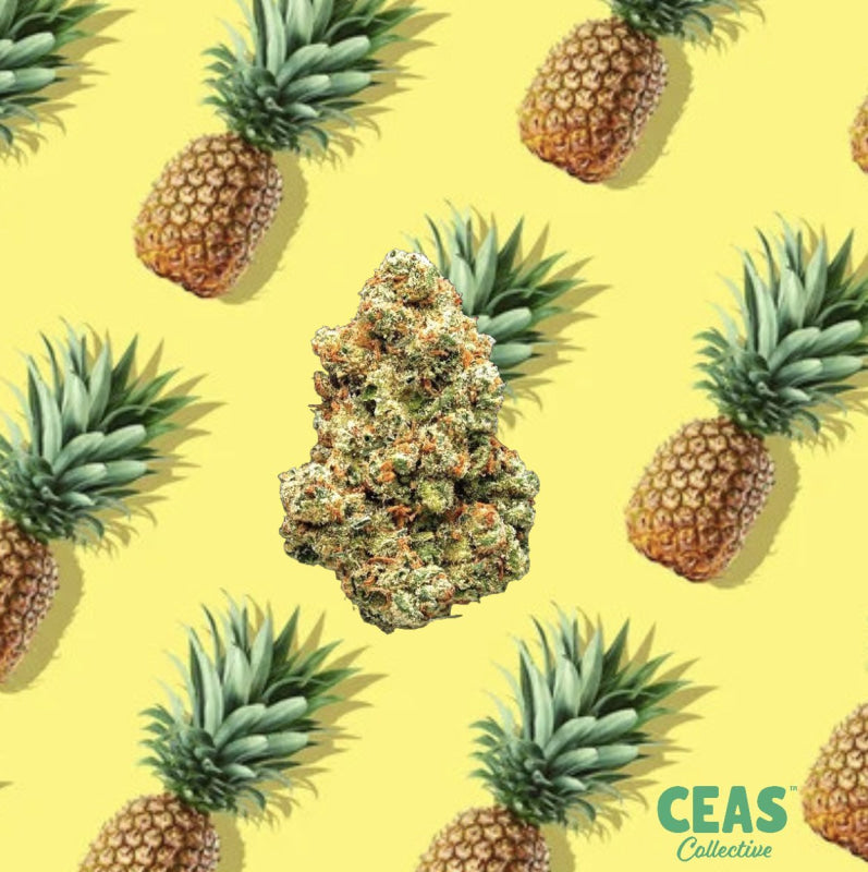 Pineapple Jack 7G - Ceas