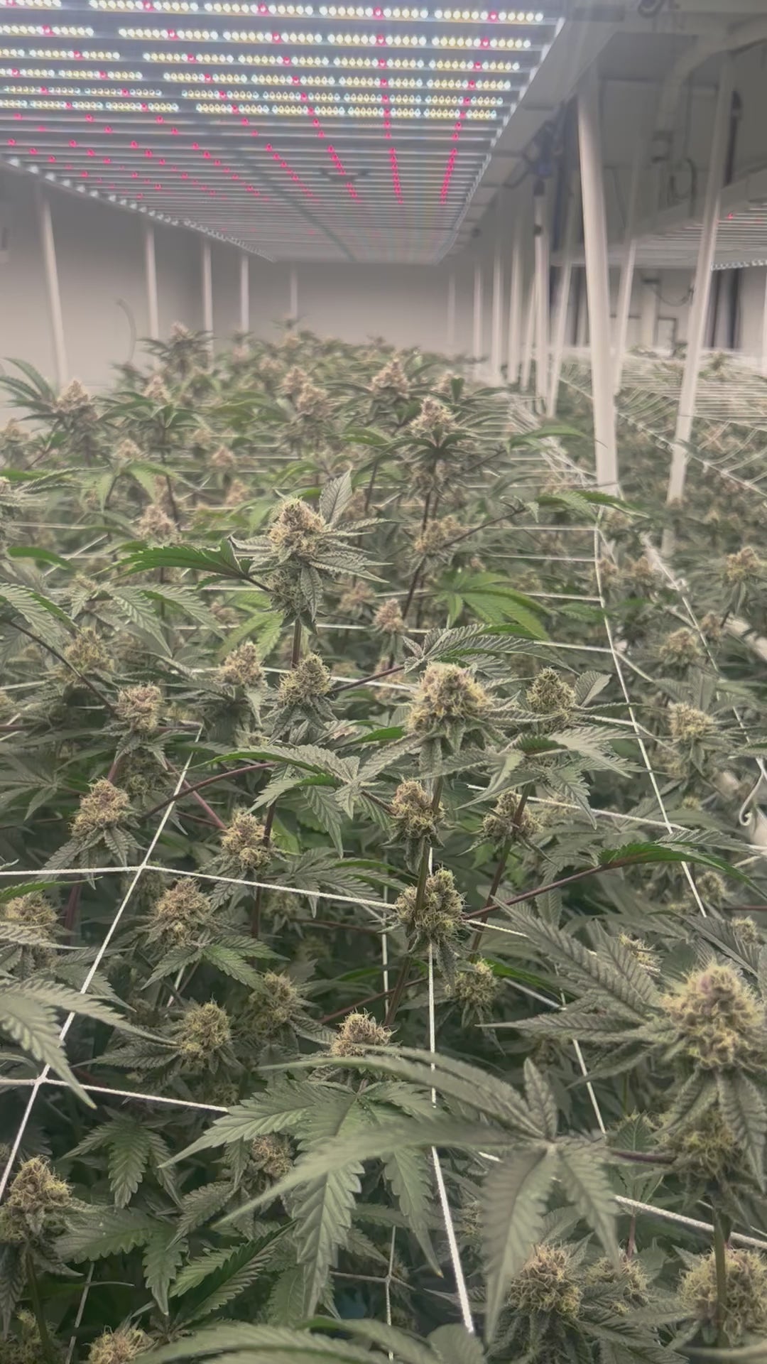 Permanent Marker Strain