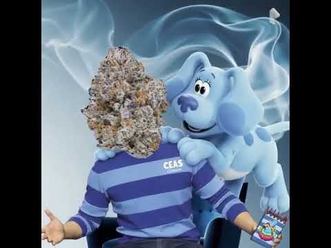 Blue's Qlues (Black)